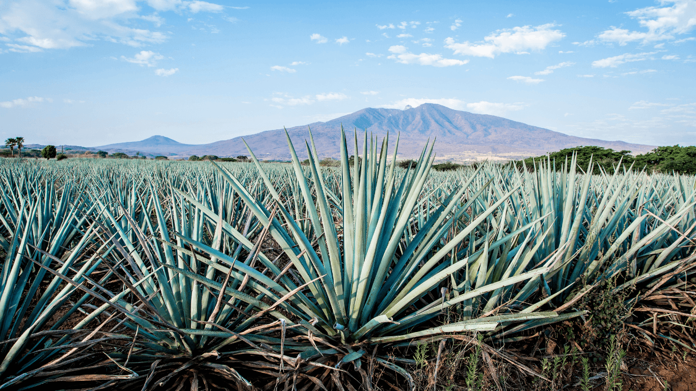 Tequila Express