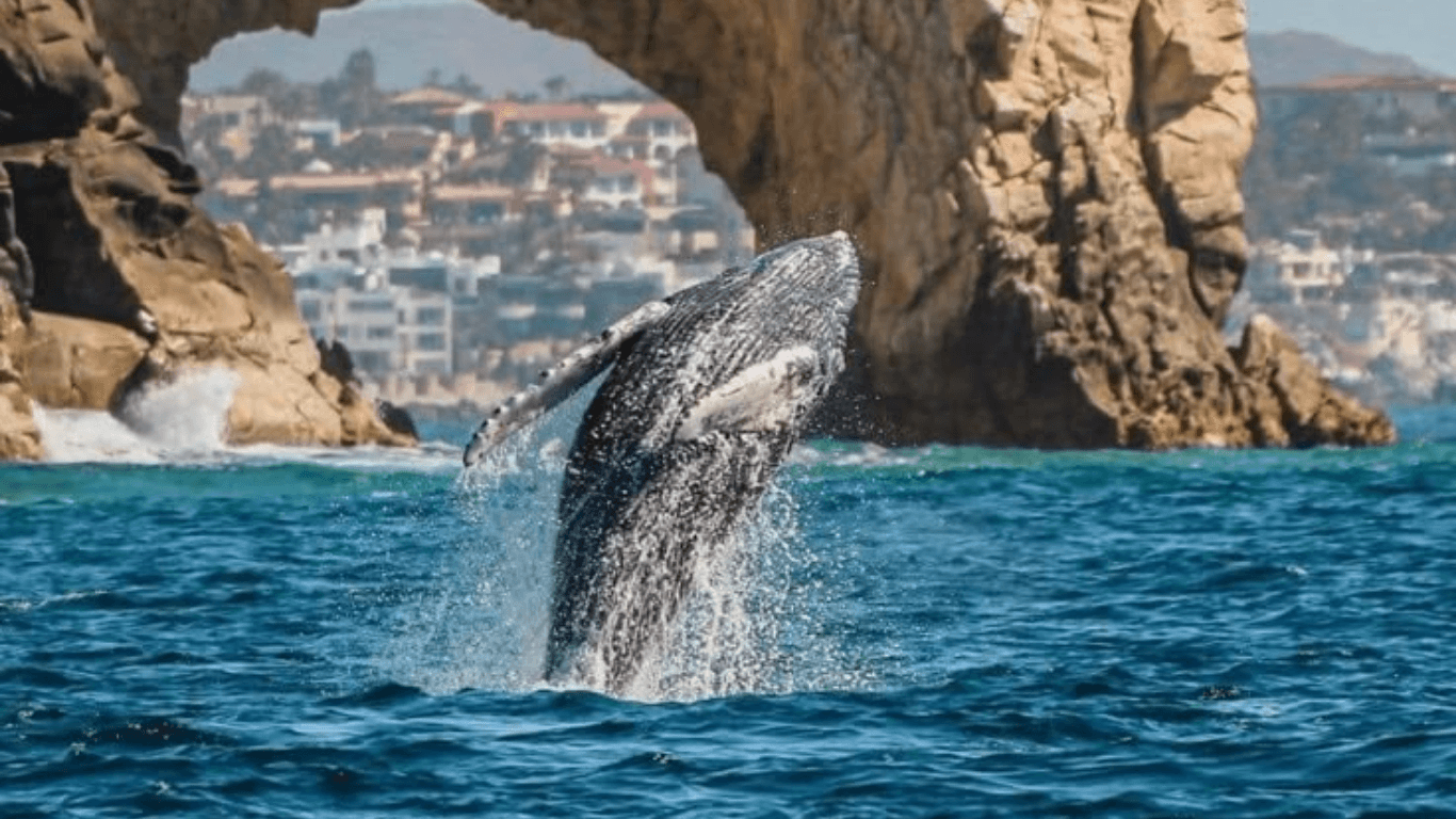 Santuario de la Ballena Gris (2027)